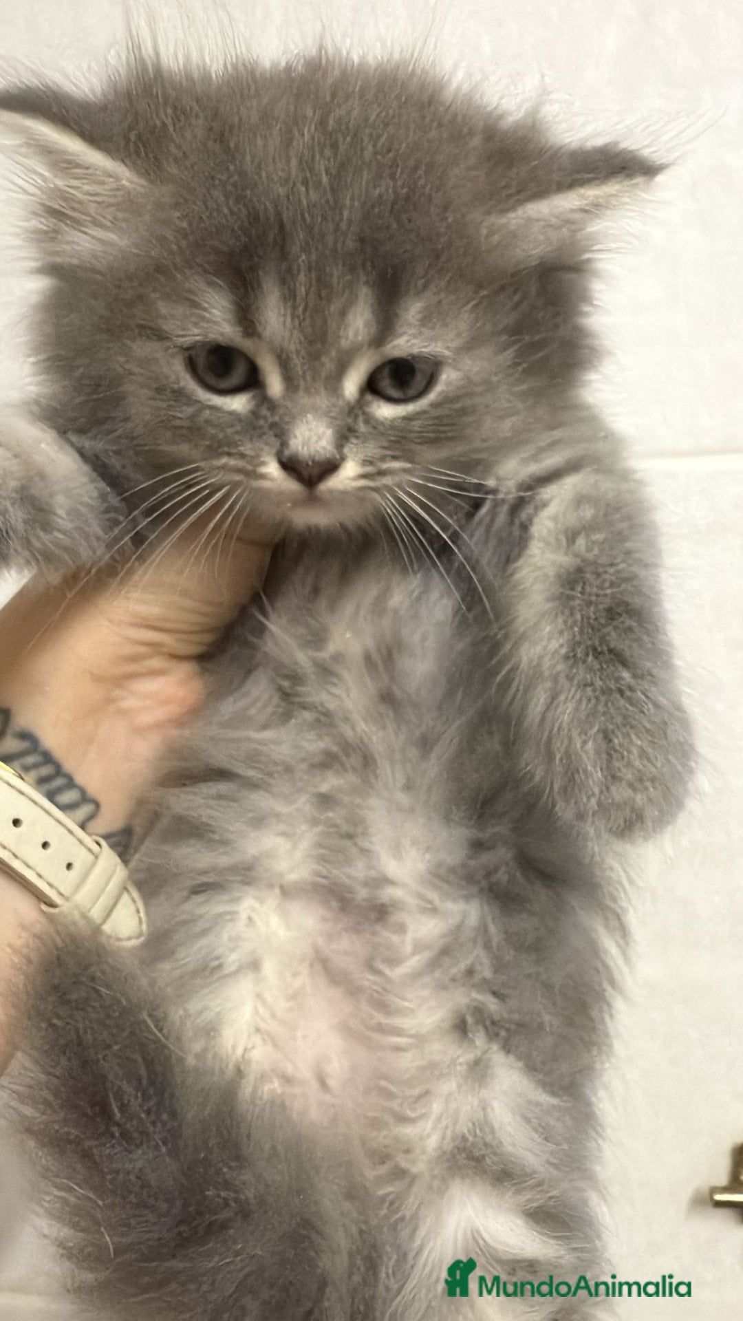 Persa gatos en venta: Gatos persas - Imagen 2