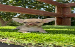 Chihuahua perros en venta: CHIHUAHUA MACHO - Imagen 15