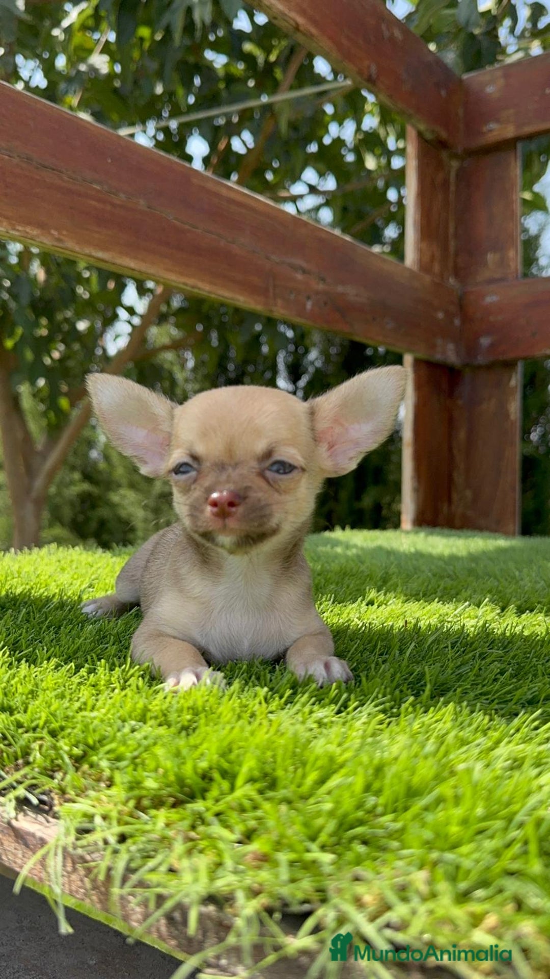 Chihuahua perros en venta: CHIHUAHUA MACHO - Imagen 15