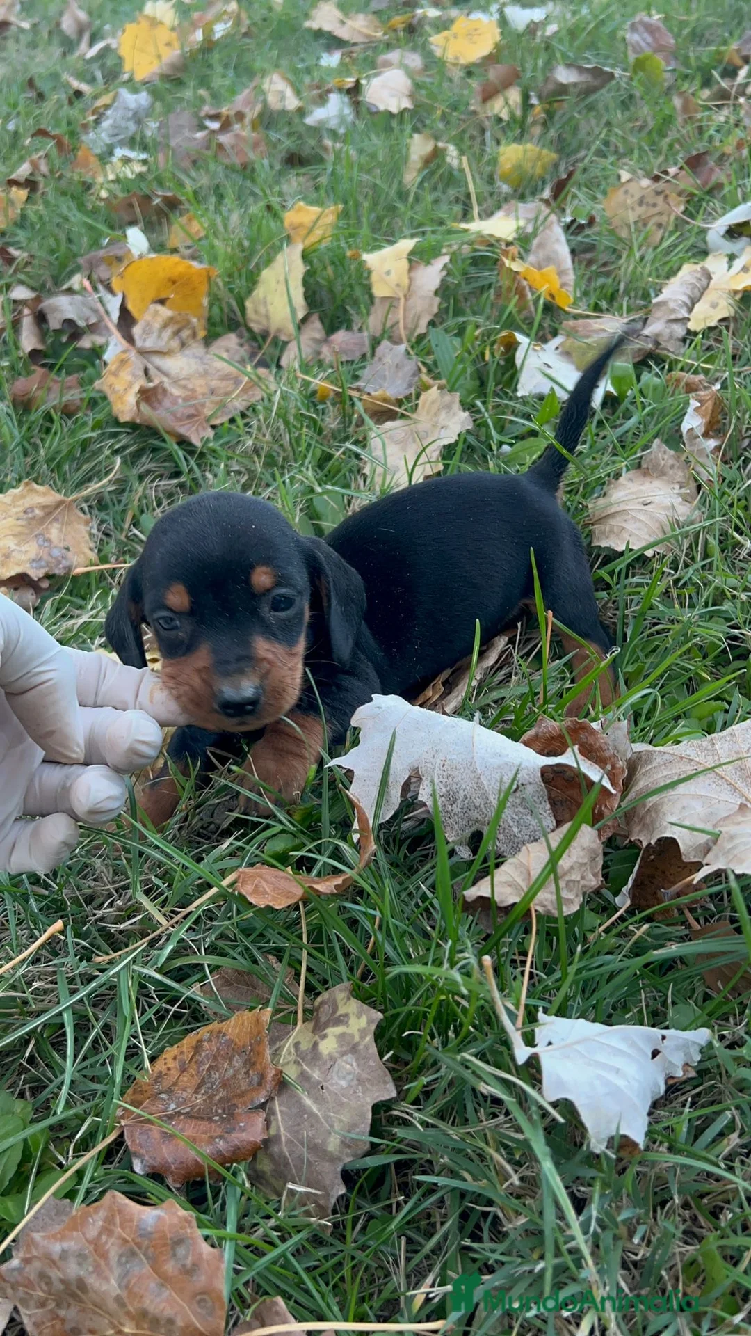 Teckel Miniatura perros en venta: Teckel mini  - Anuncio 7