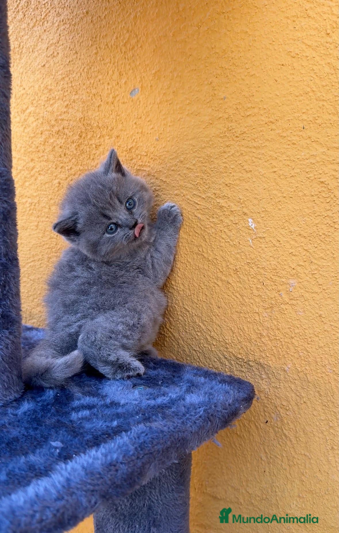 Británico de Pelo Corto Azul gatos  gato brithish azules - Anuncio 6