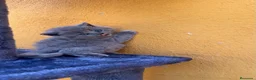 Británico de Pelo Corto Azul gatos en venta:  gato brithish azules - Anuncio 1