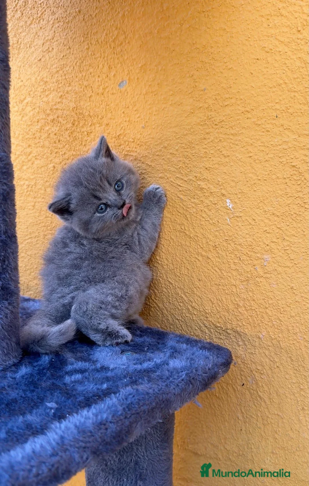 Británico de Pelo Corto Azul gatos en venta:  gato brithish azules - Anuncio 1