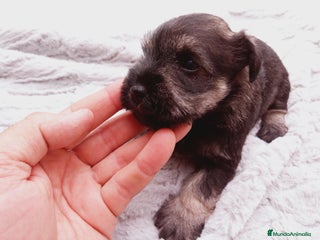 Schnauzer Miniatura perros en Almería - Anuncio 8