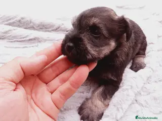 Schnauzer Miniatura perros Camada Schnauzer 3 en Almería - Anuncio 4