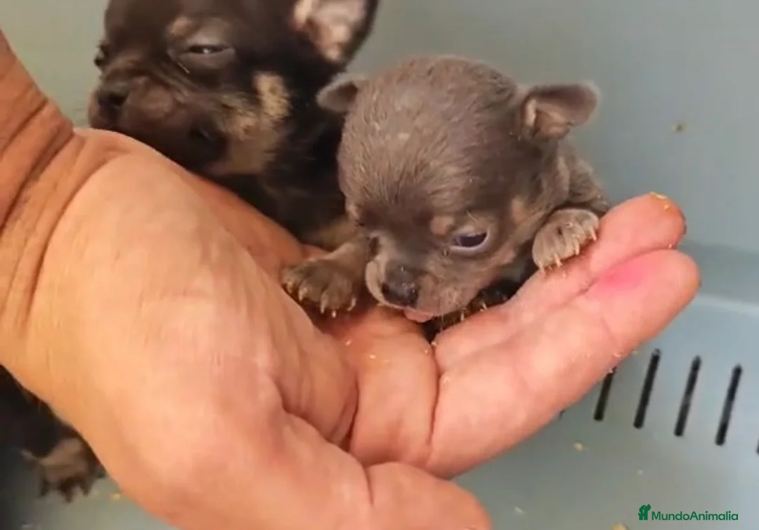 Chihuahua perros en venta: Chihuahuas - Anuncio 3