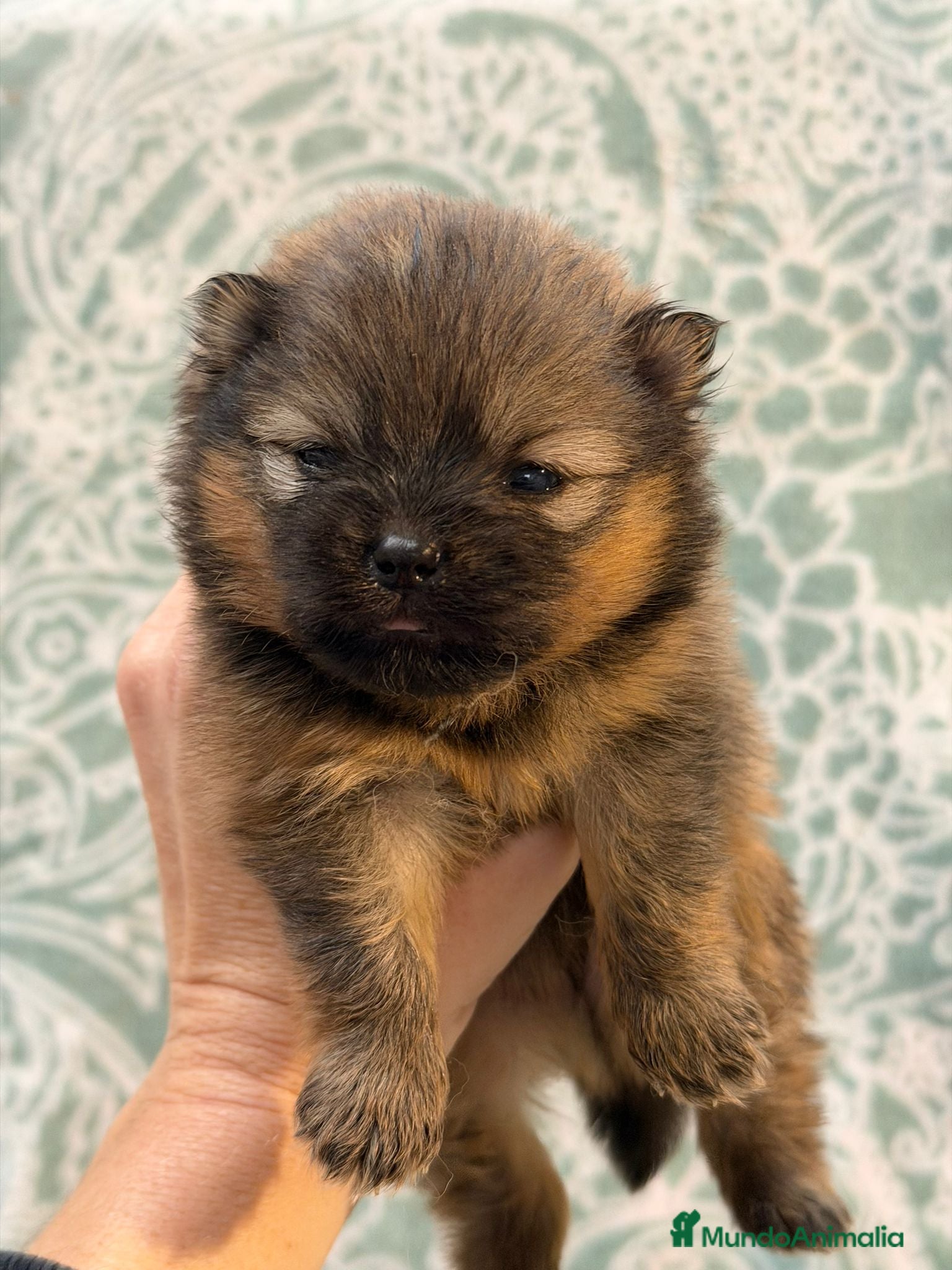 Pomerania perros POMERANIA - Anuncio 2