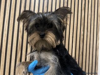 Yorkshire Terrier perros en Madrid - Anuncio 14