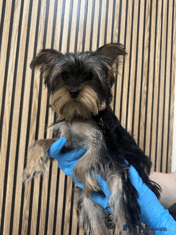 Yorkshire Terrier perros en Madrid - Anuncio 13