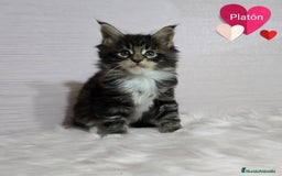 Maine Coon gatos en venta: Gatitos maine coon - Imagen 2