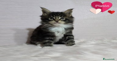 Maine Coon gatos - Anuncio 4