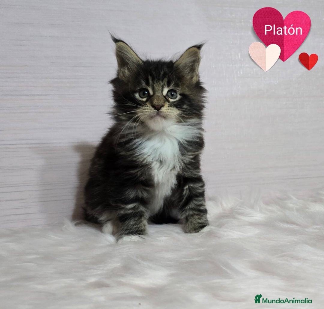 Maine Coon gatos en venta: Gatitos maine coon - Imagen 2