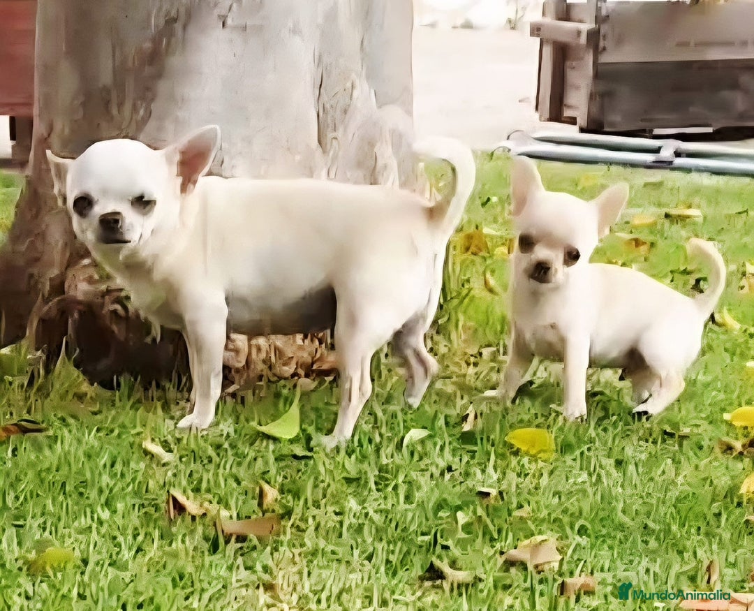 Chihuahua perros en venta: CHIHUAHUA MACHO - Anuncio 27