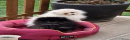 Pomerania perros en venta: Espectacular pomerania toy - Anuncio 2