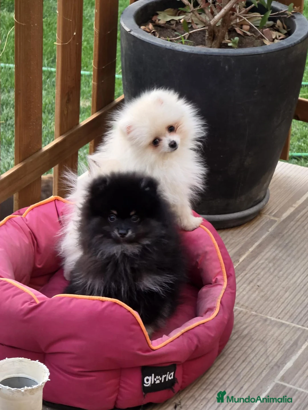 Pomerania perros en venta: Espectacular pomerania toy - Anuncio 2