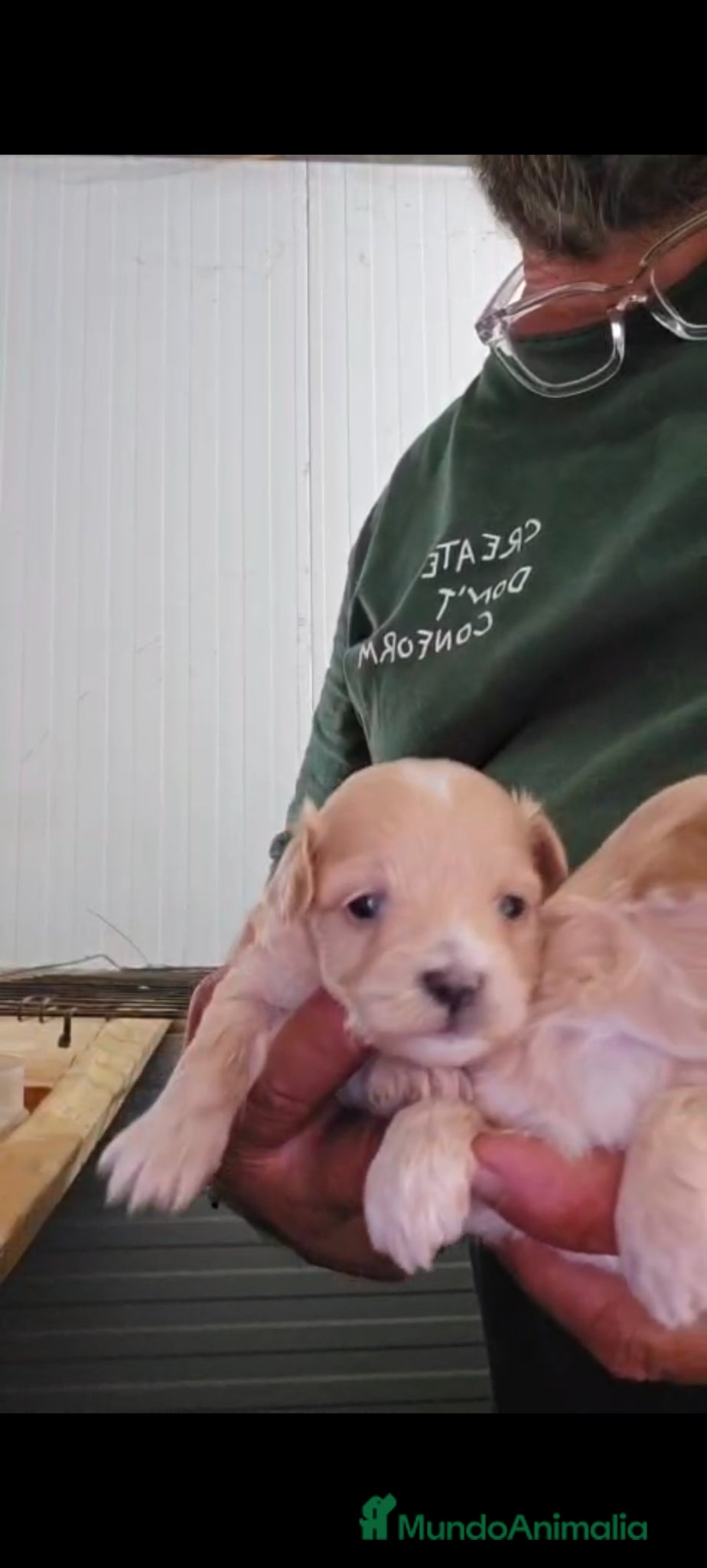 Maltipoo perros Maltipoo Toys hembra  - Anuncio 2