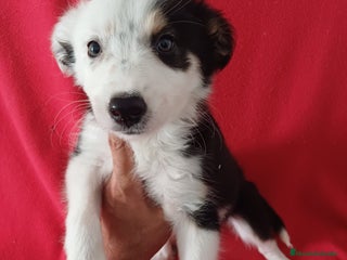 Border Collie perros - Anuncio 5