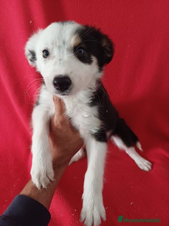 Border Collie perros - Anuncio 5