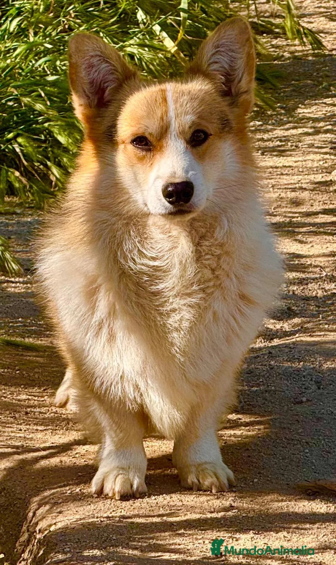 Welsh Corgi Pembroke perros en venta: Corgi pembroke excepcional  - Anuncio 3