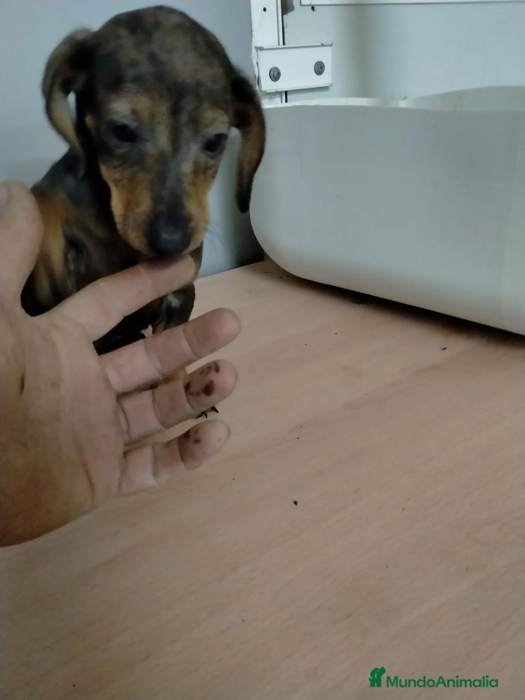 Teckel Miniatura perros en venta: Teckel arlequín chocolate  - Anuncio 2