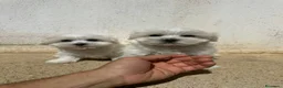 Bichón Maltés perros en venta: Preciosos malteses - Anuncio 3
