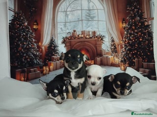 Chihuahua perros CHIHUAHUAS toy cabeza de manzana - Anuncio 1