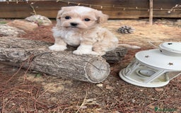 Maltipoo perros en venta: Maltipoo disponible, fotos actuales !!! - Imagen 3