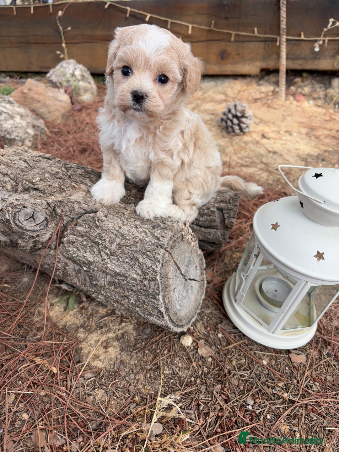 Maltipoo perros en venta: Maltipoo disponible, fotos actuales !!! - Imagen 3