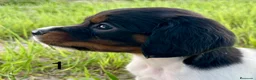 Épagneul Breton perros en venta: Epagneul bretón  - Anuncio 4