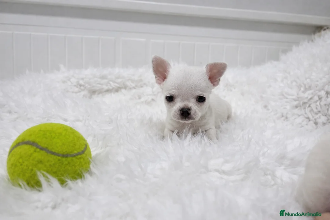 Chihuahua perros en venta: cachorros de chihuahua  - Anuncio 2