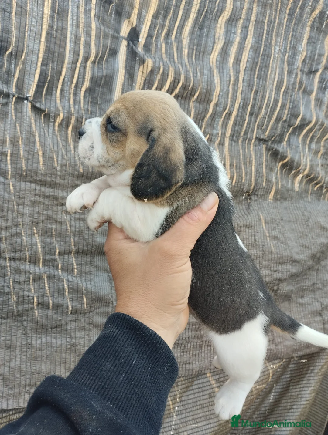 Beagle perros en venta: Beagle talla pequeña  - Anuncio 4