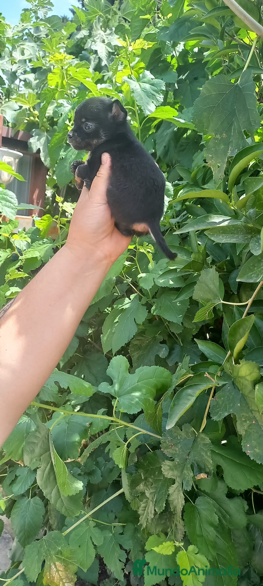 Chihuahua perros Última hembra black tang 700€ - Anuncio 12
