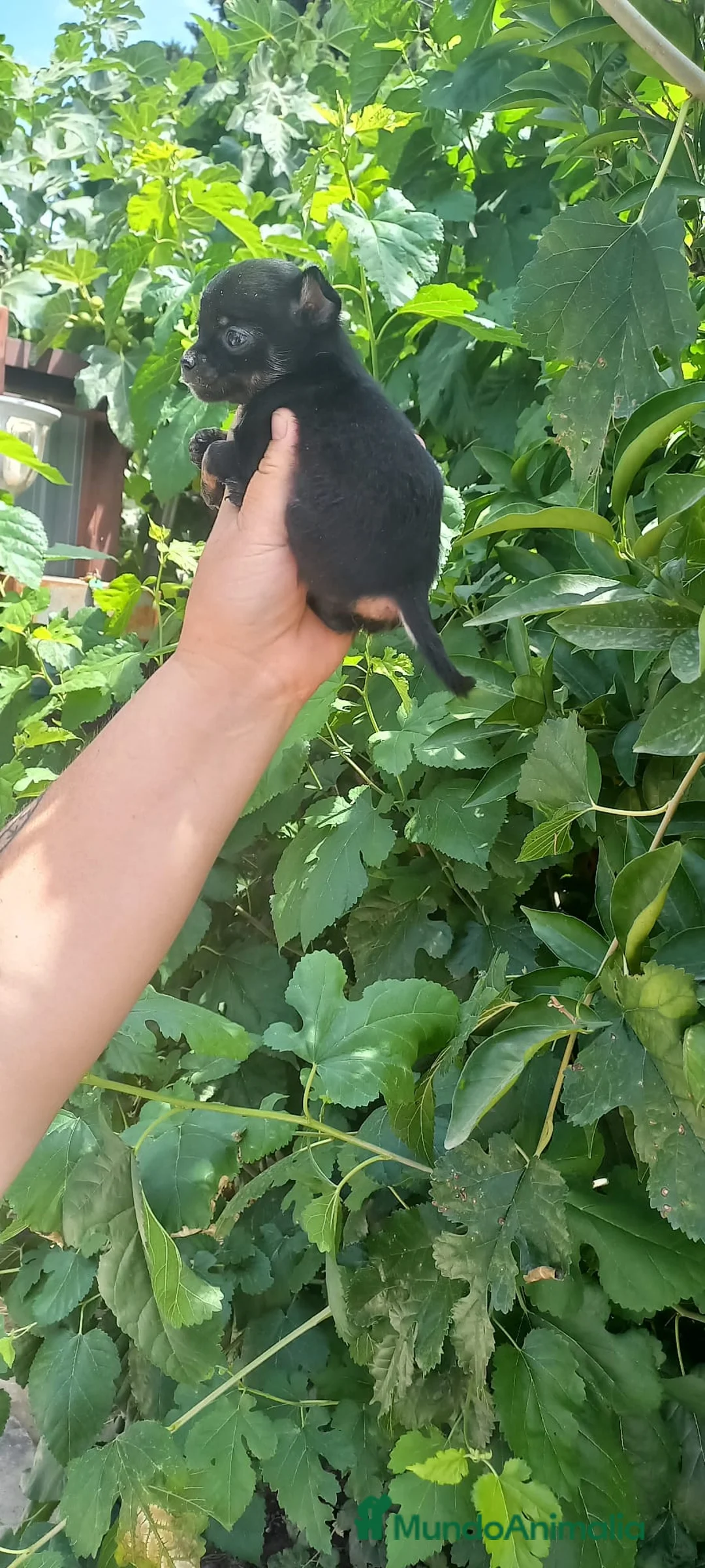 Chihuahua perros en venta: Última hembra black tang 700€ - Anuncio 1