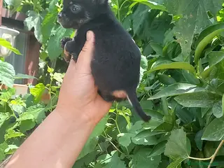 Chihuahua perros Última hembra black tang 700€ - Anuncio 1