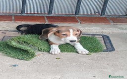 Beagle perros en venta: Begla hembra  - Imagen 1