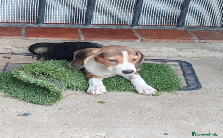 Beagle perros - Anuncio 1