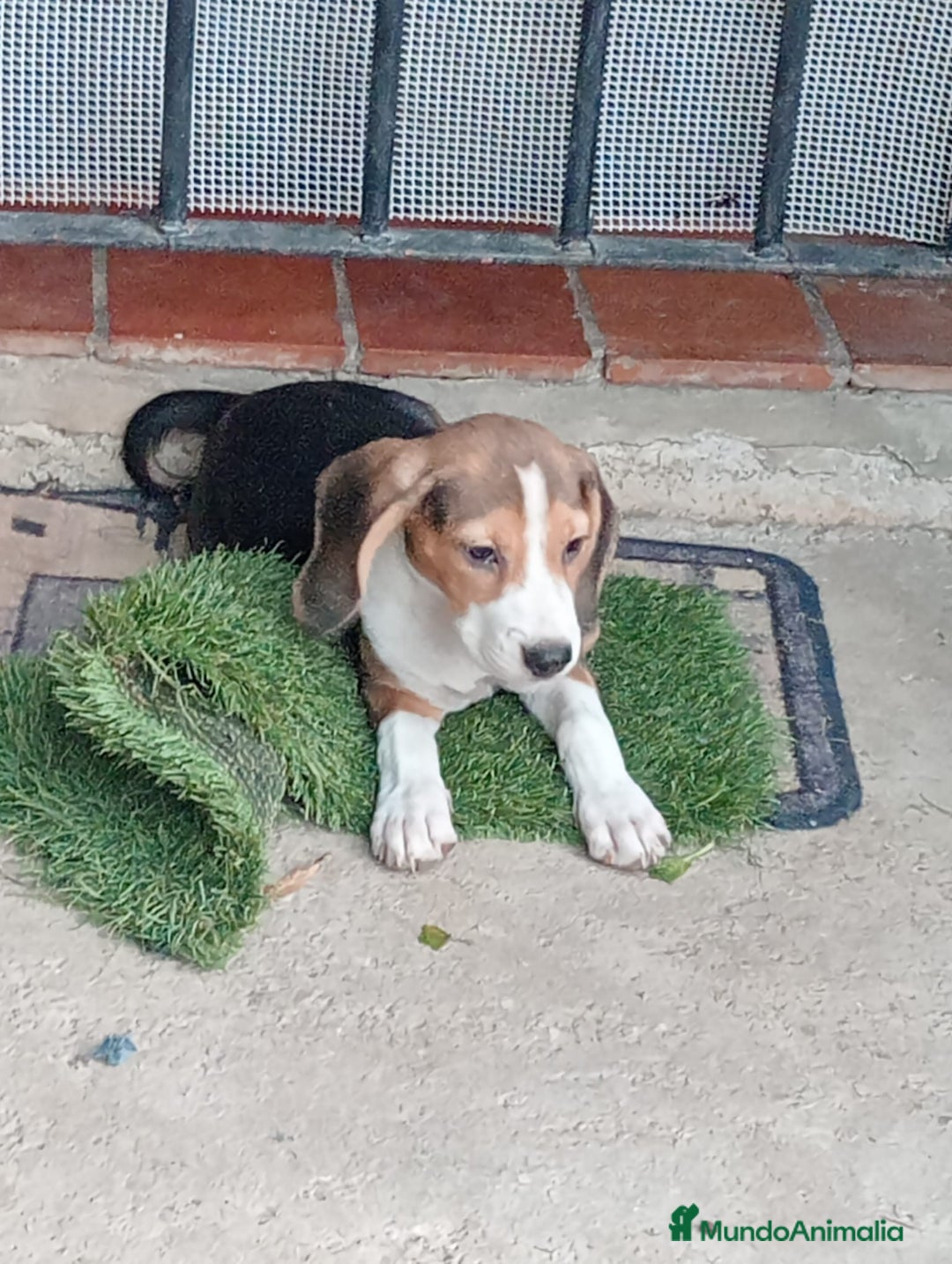 Beagle perros en venta: Begla hembra  - Imagen 1