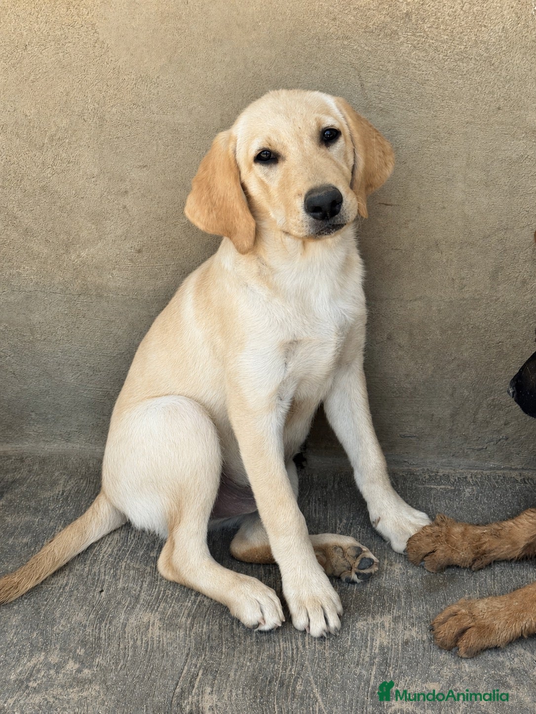 Labrador Retriever perros  CACHORRO DE LABRADOR RETRIEVER - Anuncio 2