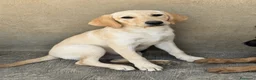 Labrador Retriever perros en venta:  CACHORRO DE LABRADOR RETRIEVER - Anuncio 2