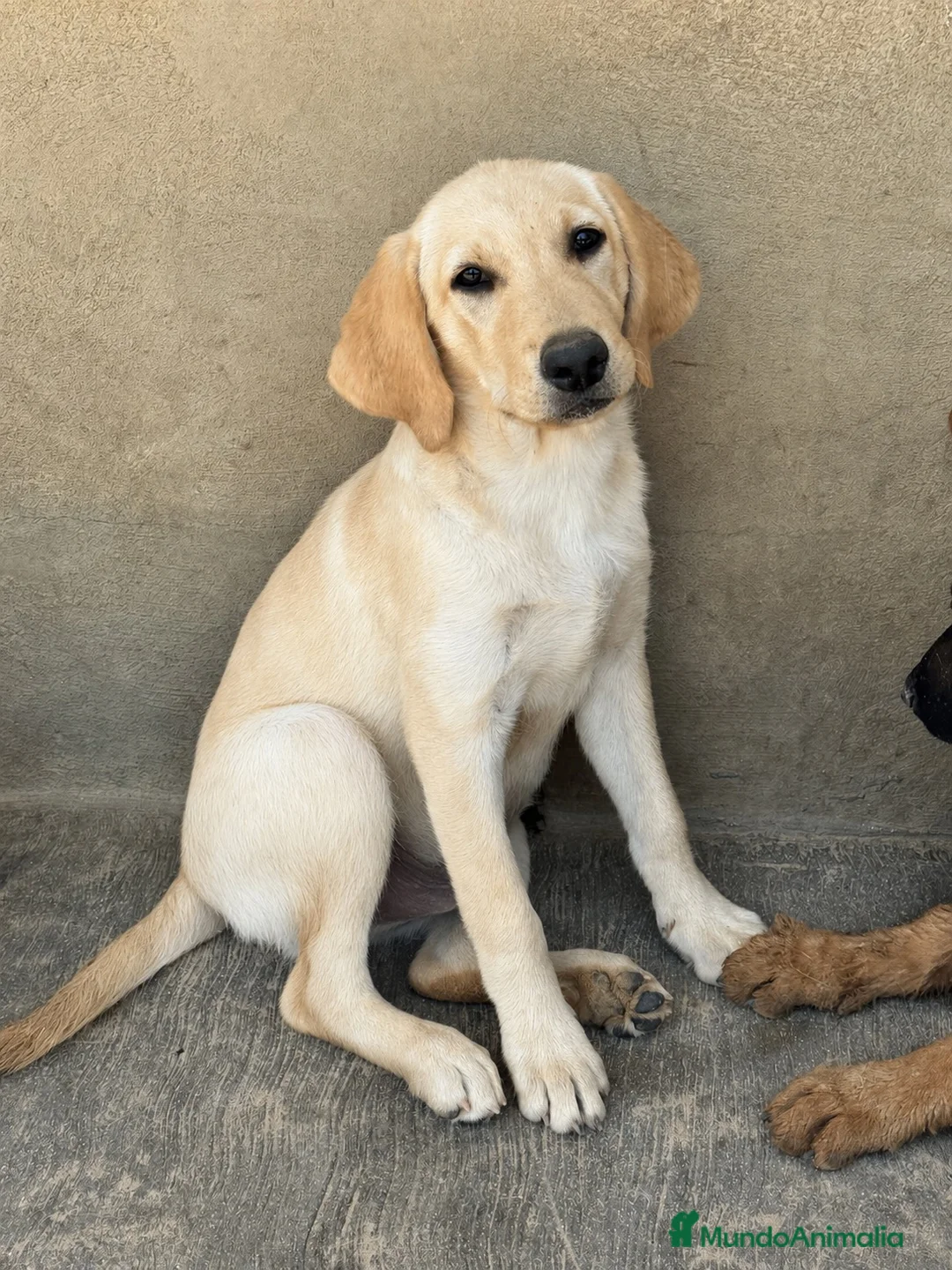 Labrador Retriever perros en venta:  CACHORRO DE LABRADOR RETRIEVER - Anuncio 2