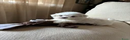 Bichón Maltés perros en venta: Bichon Maltés toy  - Anuncio 2