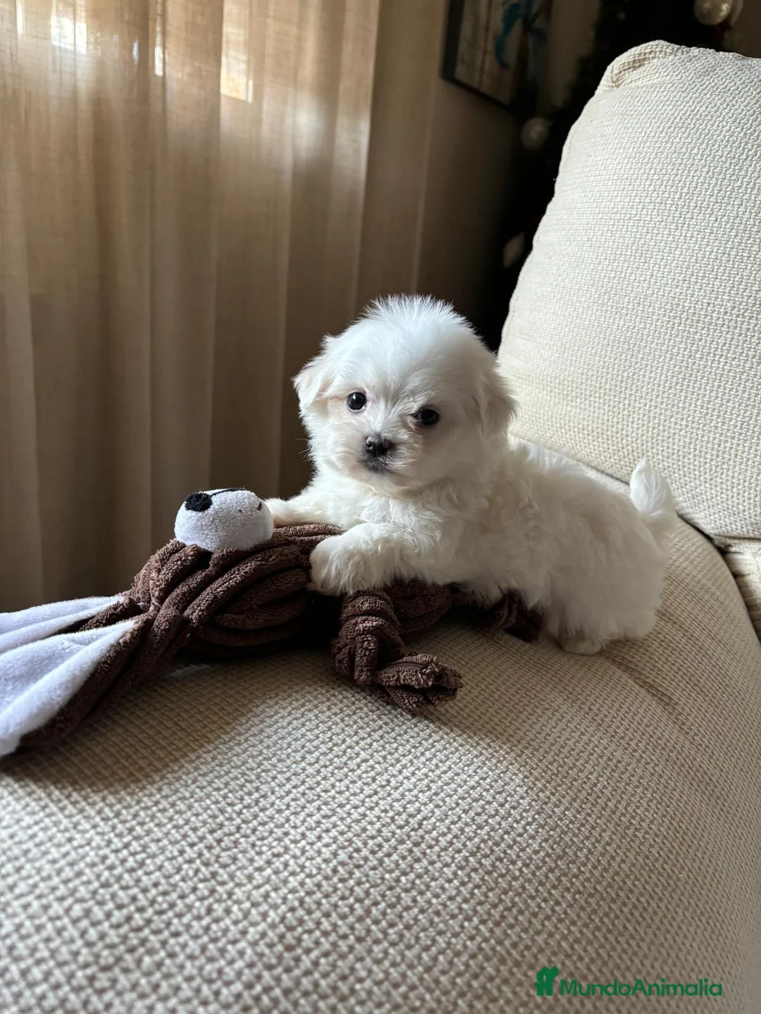 Bichón Maltés perros en venta: Bichon Maltés toy  - Anuncio 2