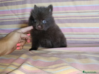 Pomerania perros en Badajoz - Anuncio 24