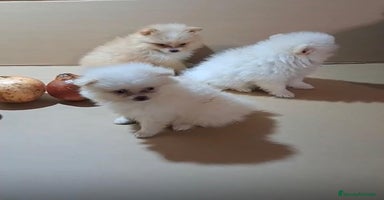 Pomerania perros - Anuncio 10