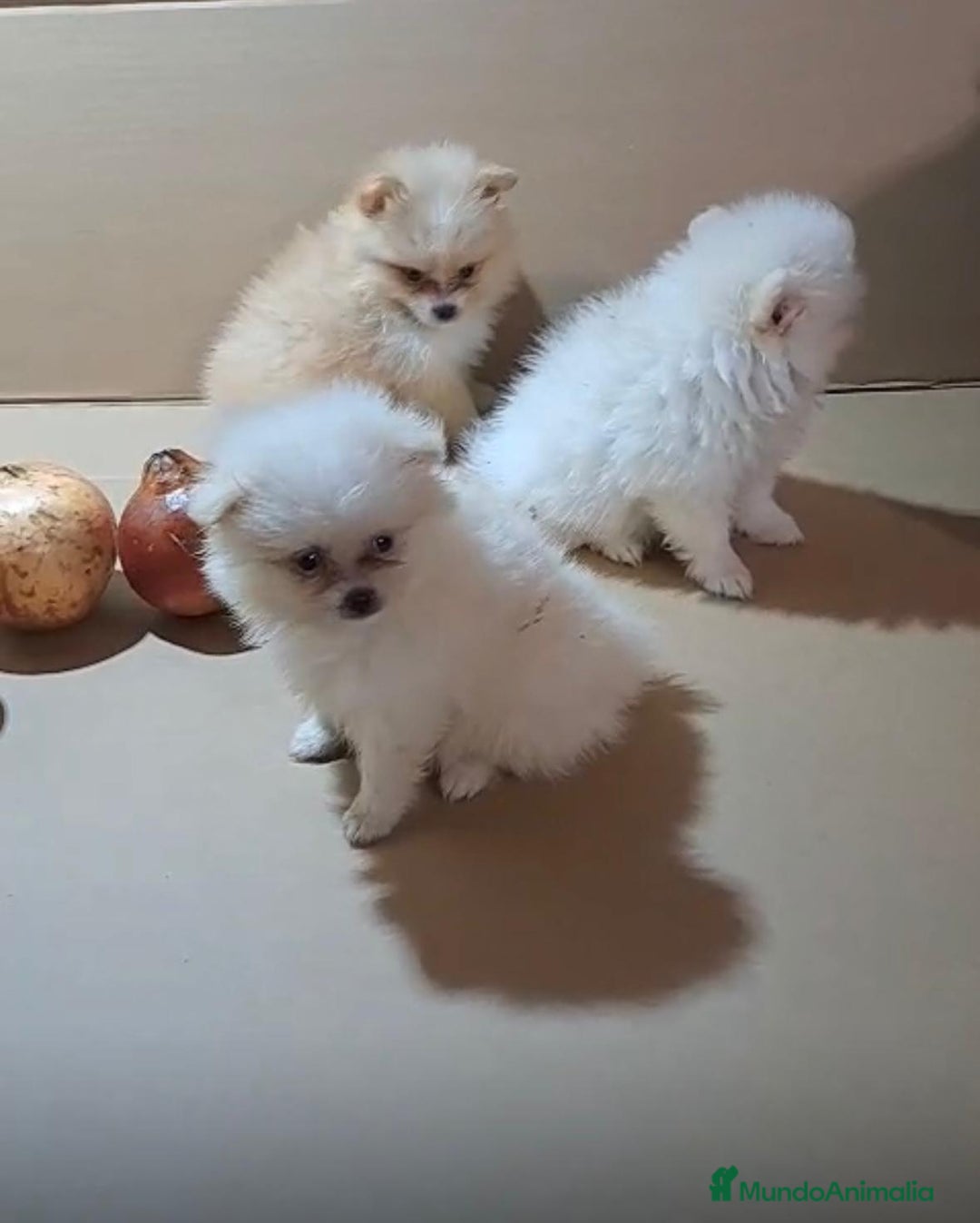 Pomerania perros en venta: Lulu pomerania mini toy  - Imagen 2