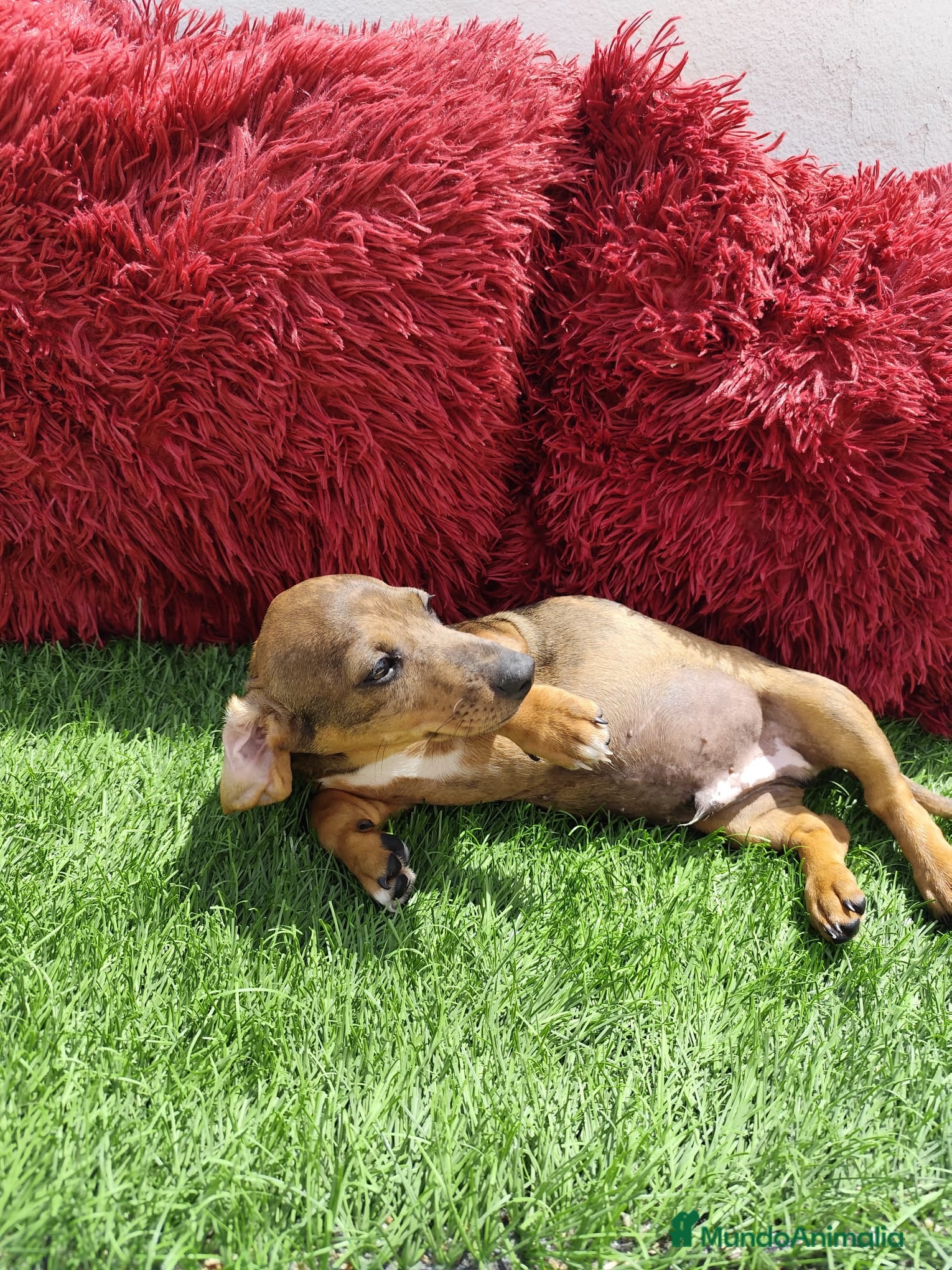 Teckel perros en venta: Teckel Miniatura choco merle - Anuncio 1