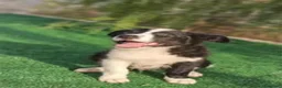 Border Collie perros en venta: Cachorros Border Collie - Anuncio 4