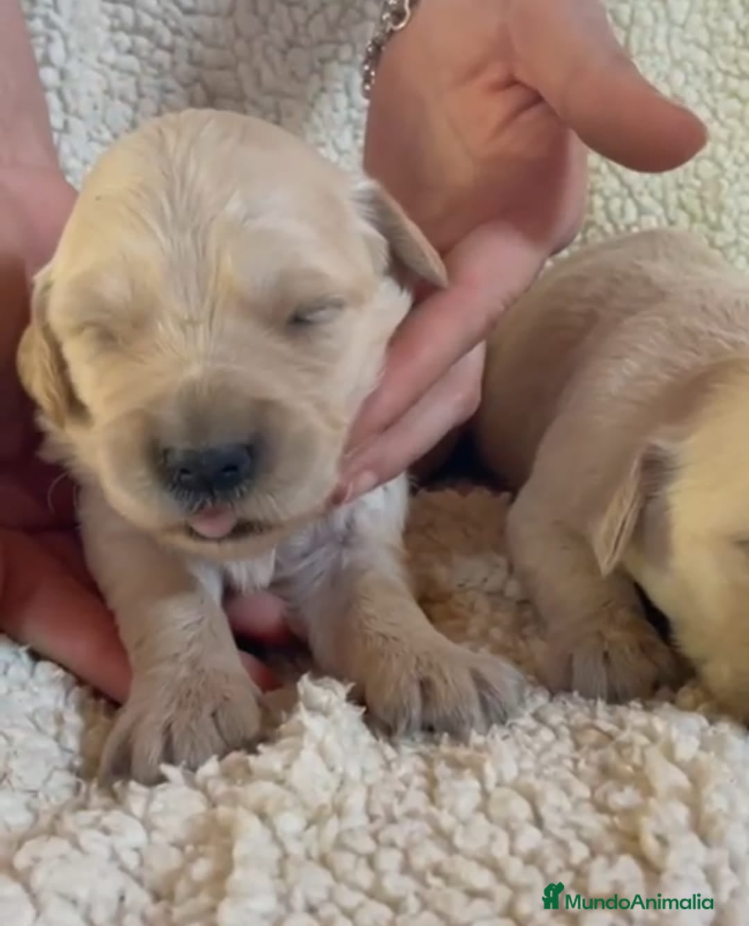 Golden Retriever perros Ccahorros raza Golden Retriever  - Anuncio 2