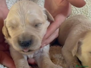 Golden Retriever perros - Anuncio 4