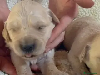 Golden Retriever perros Ccahorros raza Golden Retriever - Anuncio 2